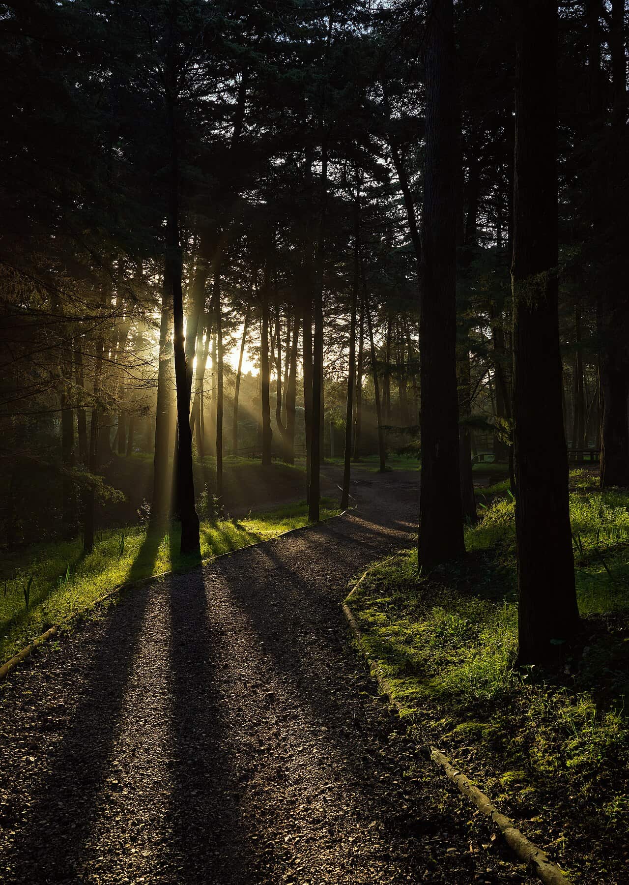 Fotografia de arquivo do sol entre árvores no Parque Florestal de Monsanto, em Lisboa, captada em 2021