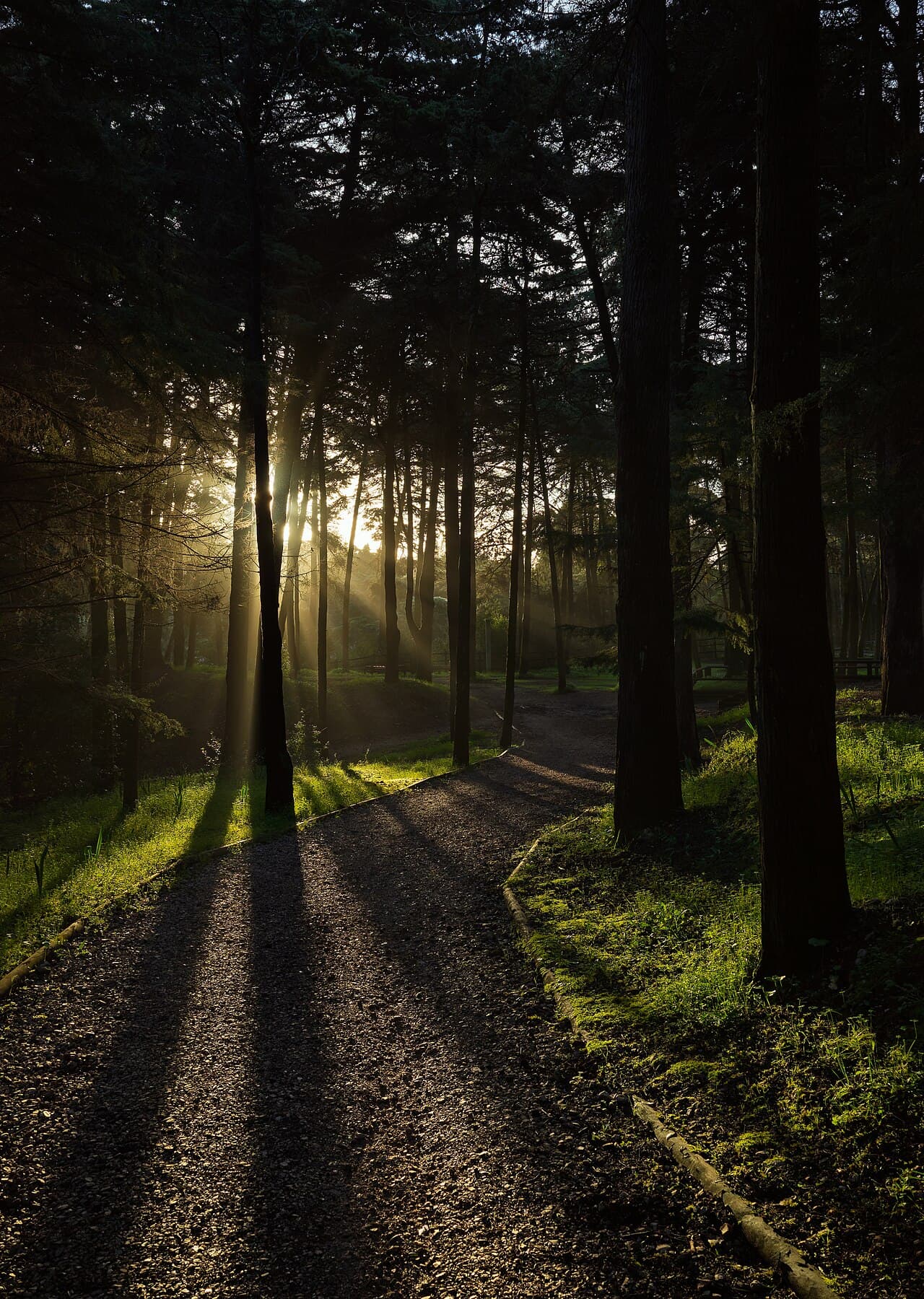 Fotografia de arquivo do sol entre árvores no Parque Florestal de Monsanto, em Lisboa, captada em 2021